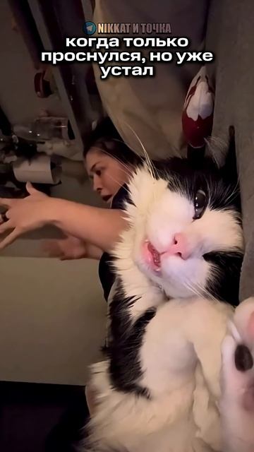 Когда только проснулся, но уже устал  #nikkat #мем #новости
