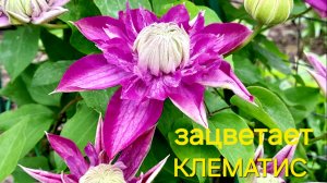 зацветает КЛЕМАТИС💥🥰💥2 июня 2026
