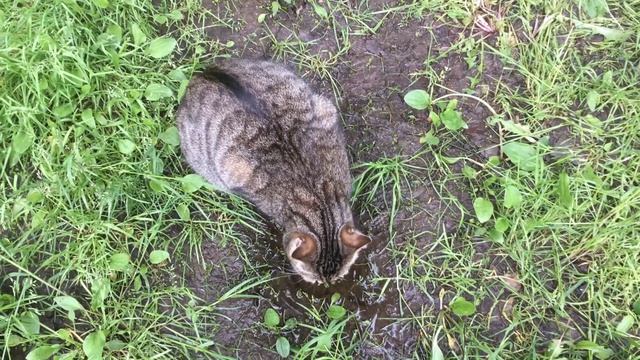 Нашел где попить