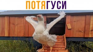 ПОТЯГУСИ))) Приколы