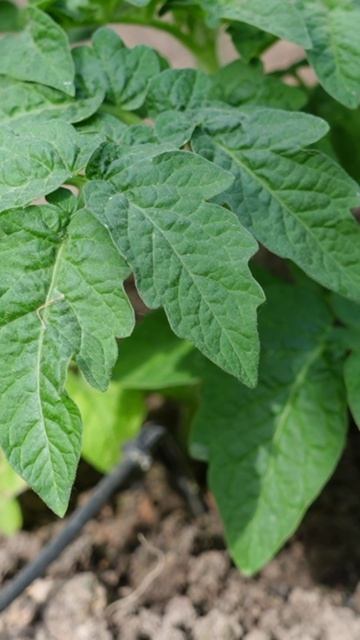 Томаты - карлики. Нужно ли формировать? 🌱