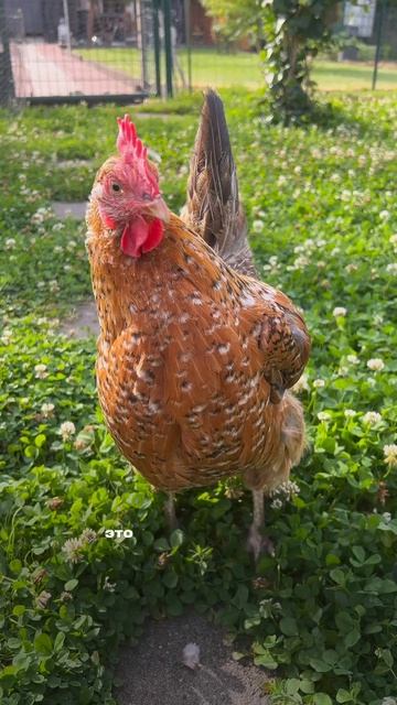 Почему куры перестают нестись? Секрет высокой яйценоскости без антибиотиков