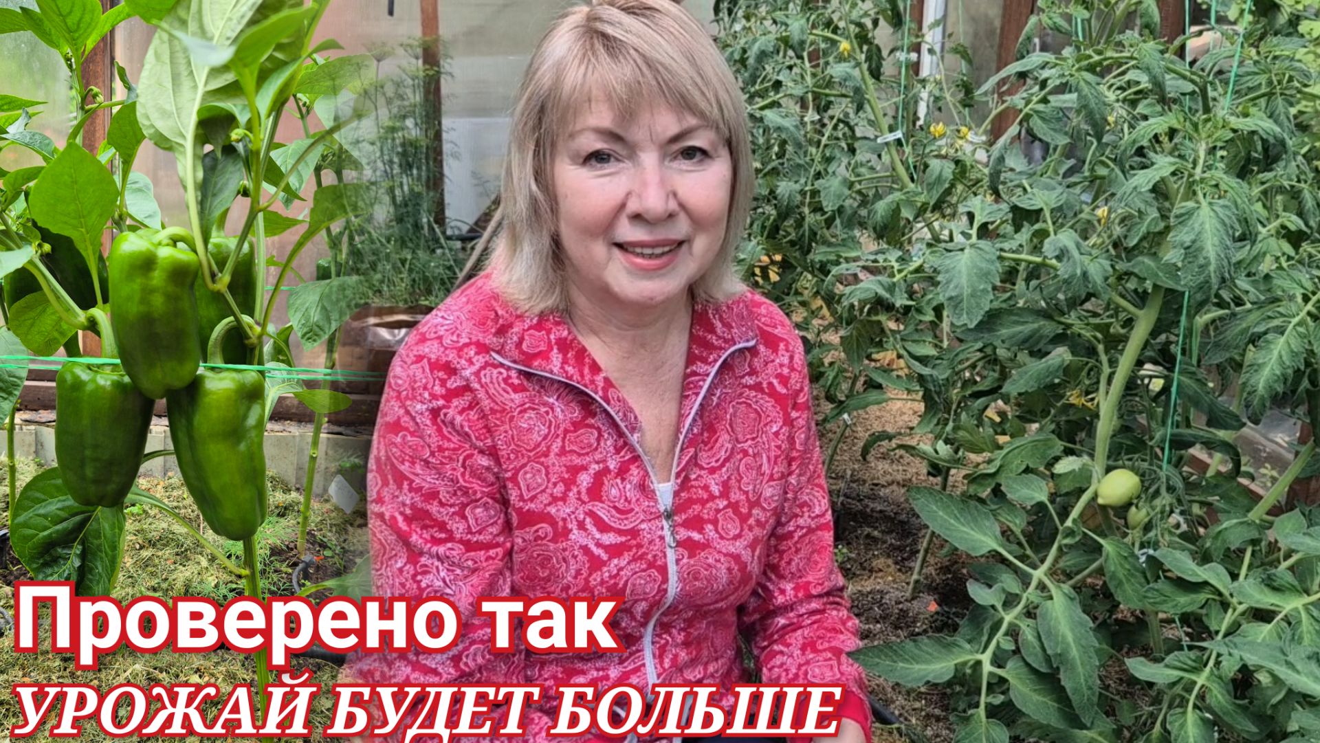 Дачные работы Делаю так и всегда с урожаем Томаты и перцы Пасынкование Подкормка Огурцы упали смотреть онлайн