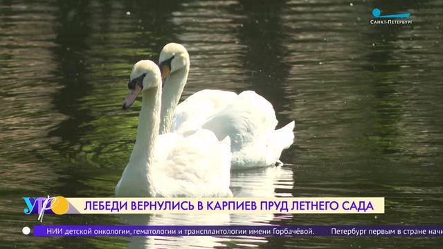 В гостях у Елисея и Любавы в Летнем саду