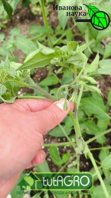 🍅Помидоры-мутанты?! Вся правда о махровых цветках томатов.#garden #gardenlife #дача #огород #shorts
