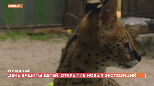 Ростов сегодня: вечерний выпуск. 2 июня 2026 смотреть онлайн