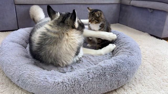 Гигантский хаски реагирует, когда забавный котенок крадет его любимую лежанку!