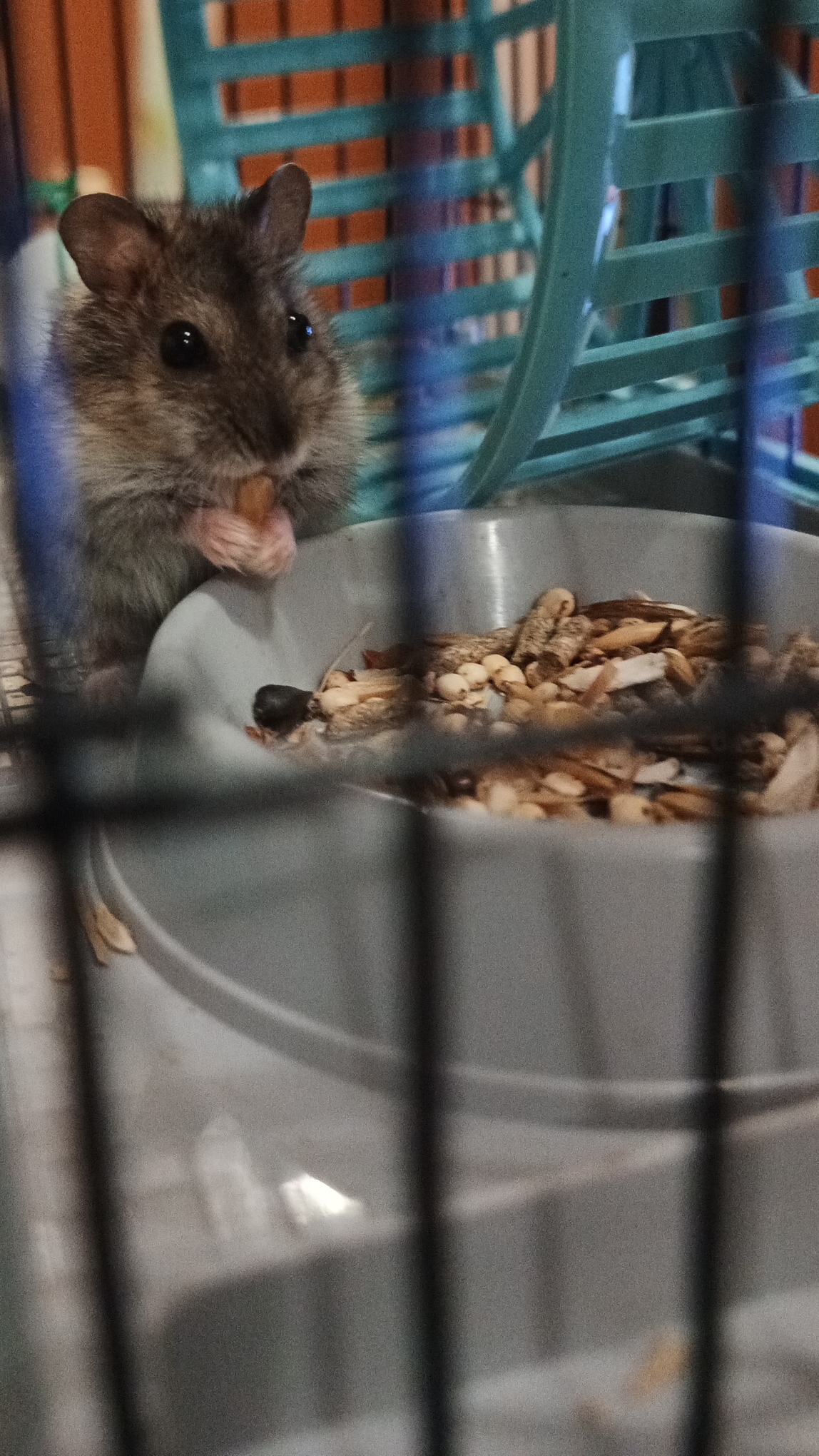 мой хомячок 🐹 смотреть онлайн