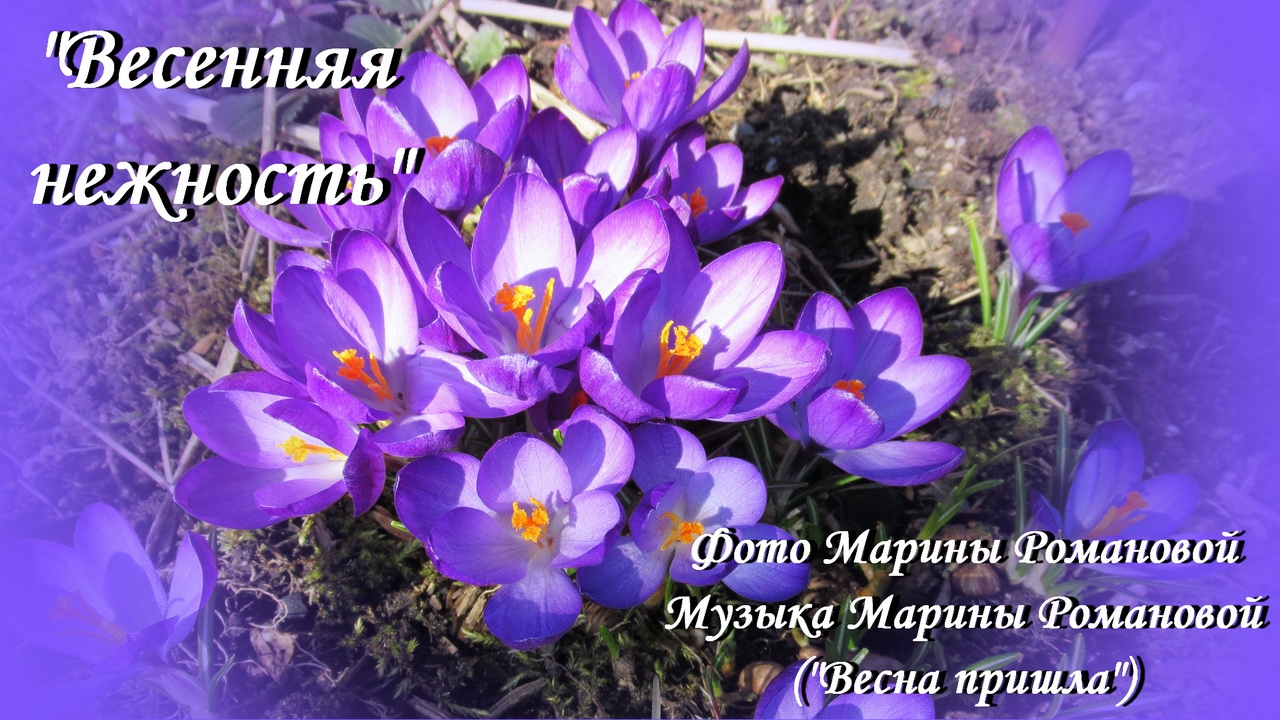 "ВЕСЕННЯЯ НЕЖНОСТЬ" (© авторская фотоподборка Марины Романовой)