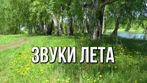 За город - в лето. Июньская сказка в лесу