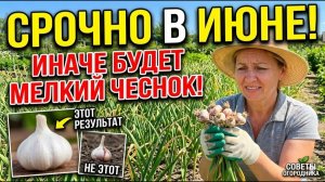 Чем подкормить чеснок в ИЮНЕ! Или у Вас БУДЕТ мелкий чеснок!