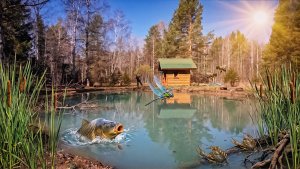 ВОТ ЧТО СЛУЧИЛОСЬ С ПРУДОМ В ЛЕСУ ЗА ДЕВЯТЬ МЕСЯЦЕВ! СВОЙ ВОДОЕМ С РАКАМИ и РЫБОЙ | ТАЕЖНЫЙ ДВОР