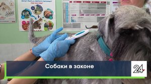Собаки в законе