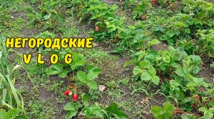 А вот и лето! Дождались! 1.06.26