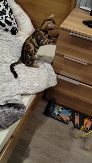 мой кот