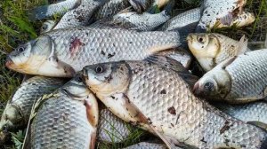 Вечерний карась на деревенском озерце. Поклёвка на каждом забросе! 🎣
