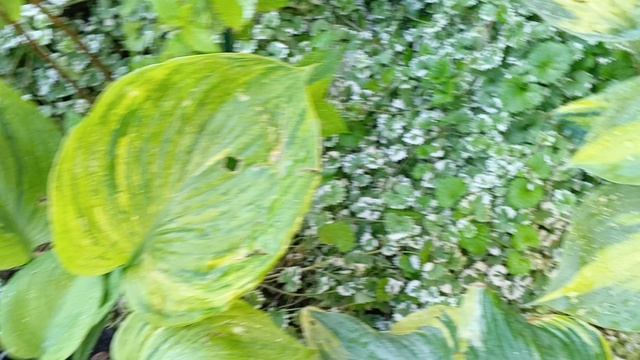 Коллекция хост на Кубани. Часть 2.