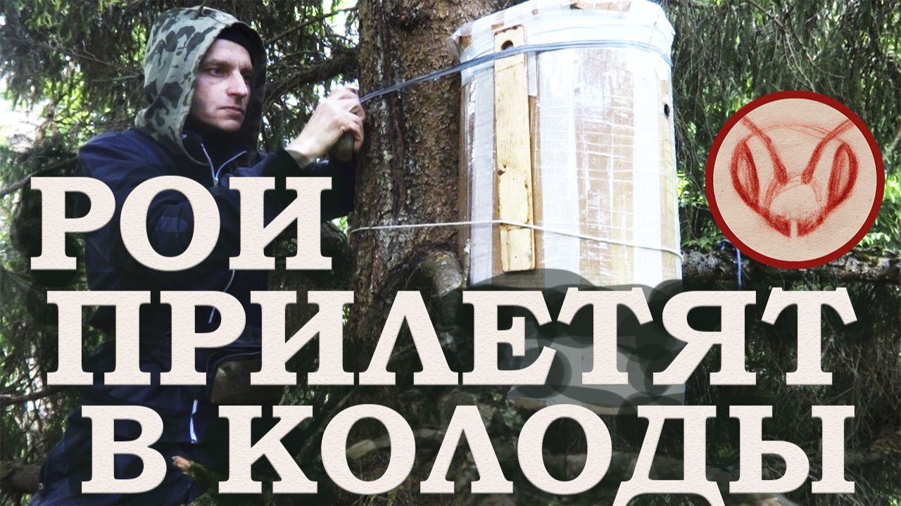 Рои прилетят в колоды
