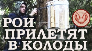 Рои прилетят в колоды
