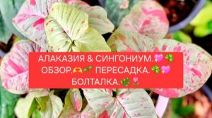АЛОКАЗИЯ & СИНГОНИУМ.🌸🌿 ОБЗОР.🌷💖 ПЕРЕСАДКА.🌺🌿 БОЛТАЛКА.💖✨
