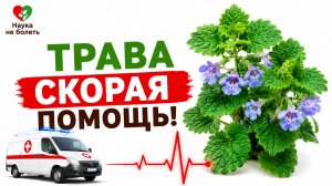 ТРАВА СКОРАЯ ПОМОЩЬ - БУДРА ПЛЮЩЕВИДНАЯ и ее ПОЛЕЗНЫЕ СВОЙСТВА!