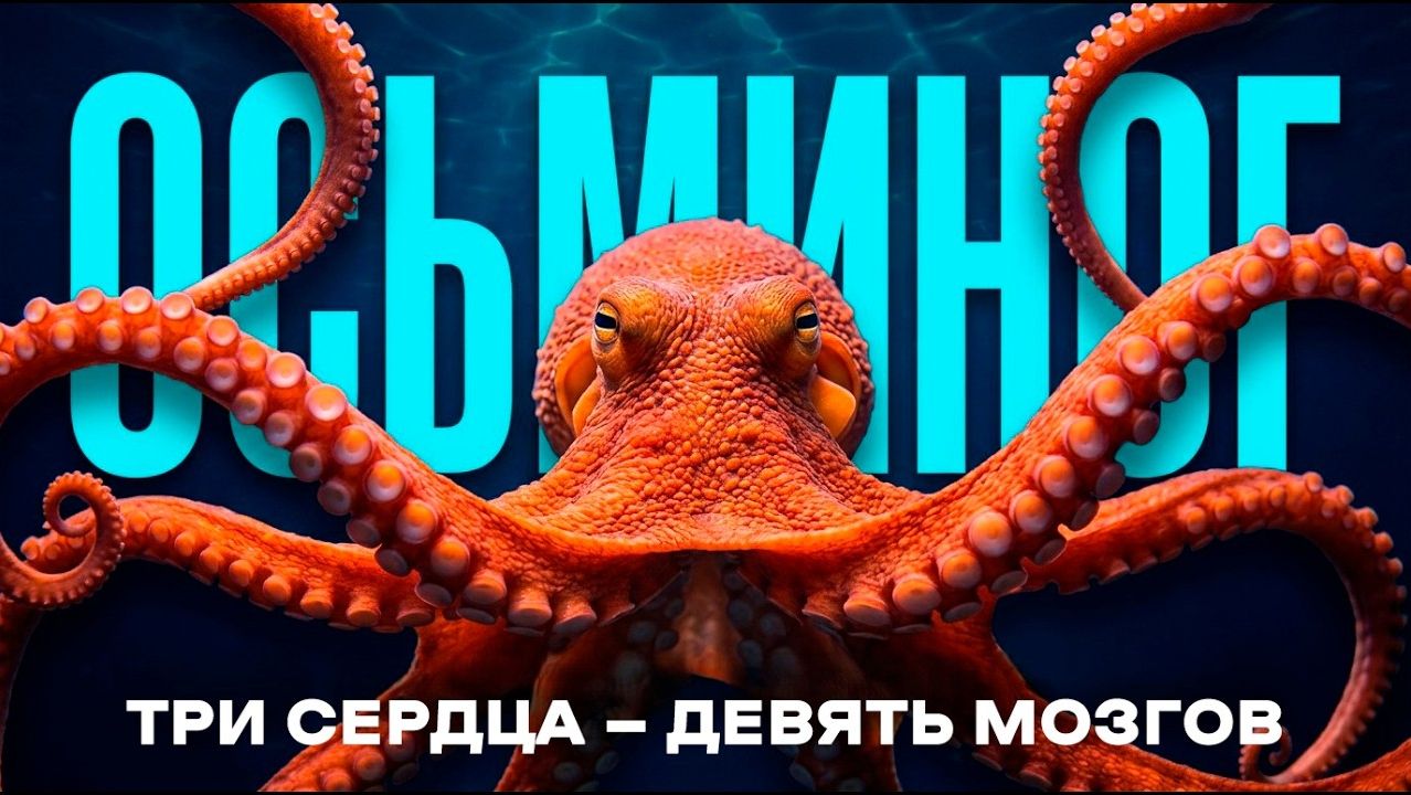 Осьминог инопланетный разум, найденный на Земле