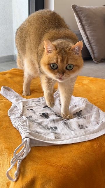 Когда кот наконец отомстил 😂🐾 Это слишком смешно!