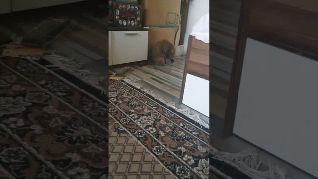 Скоро приедут Филя и Чика