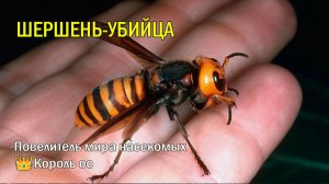 🐝Повелитель мира насекомых 👑Король ос: 🌩️тайны японского гиганта