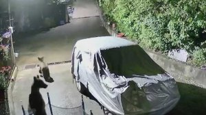 Медведи по ночам ходят по улицам сочинского села Богушевка