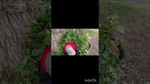 5 ночей под деревом
