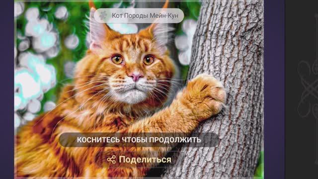 Собираем пазлы. Кот породы Мейн-Кун #Кошки