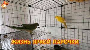 Жёлтый и Зелёный - сериал о жизни двух кольчатых ожереловых попугаев 🦜🦜 (4)