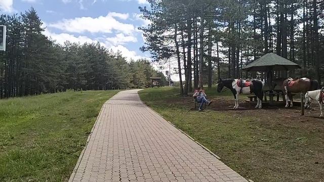 Тропа здоровья в природном парке Златибора (Сербия)