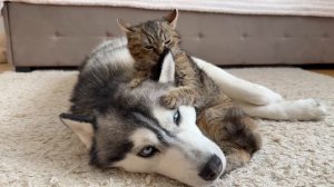 От страха к любви – котенок наконец-то доверяет гигантскому хаски!!😊☀😍