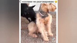 #смешныевидео -1470