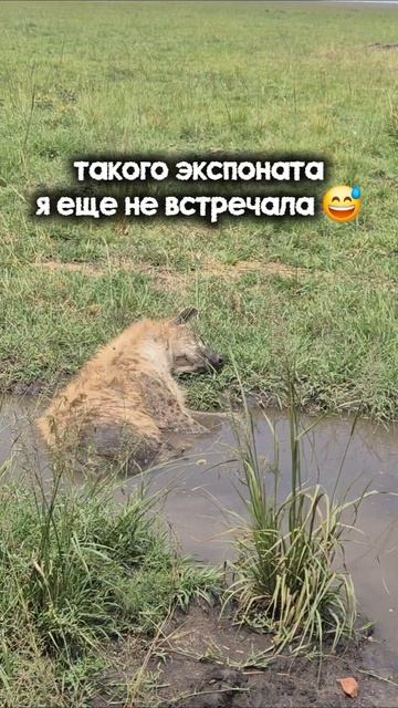 Самый забавный экспонат