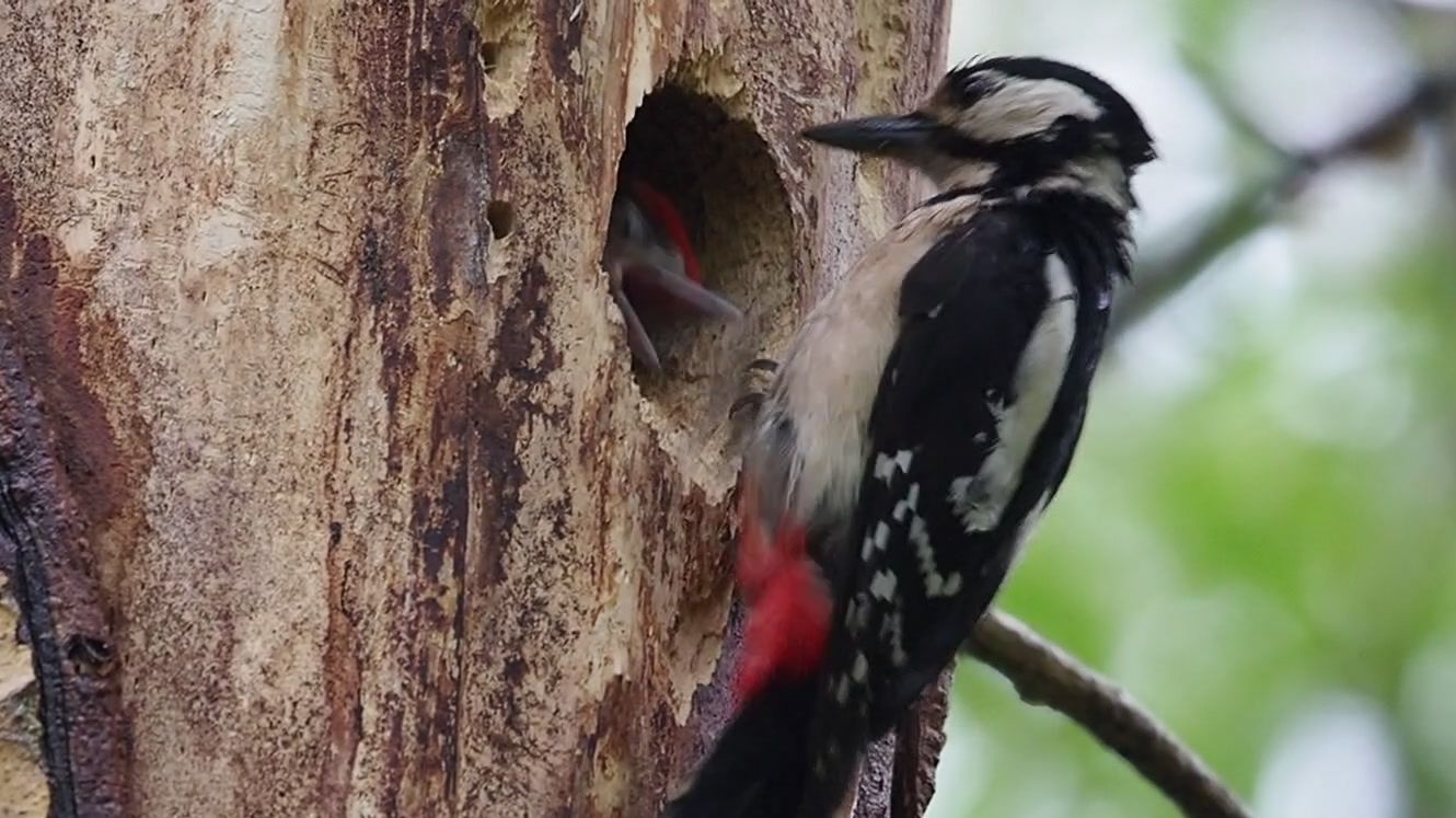 Семейка дятлов