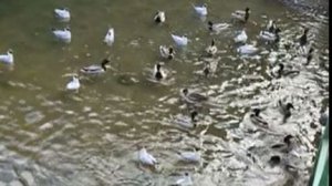 Дикие утки и чайки в городе!