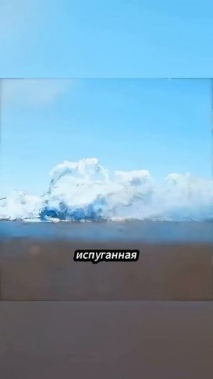 Маленькая птичка, которая победила свой страх
