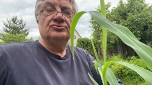 Сказочная кукуруза!