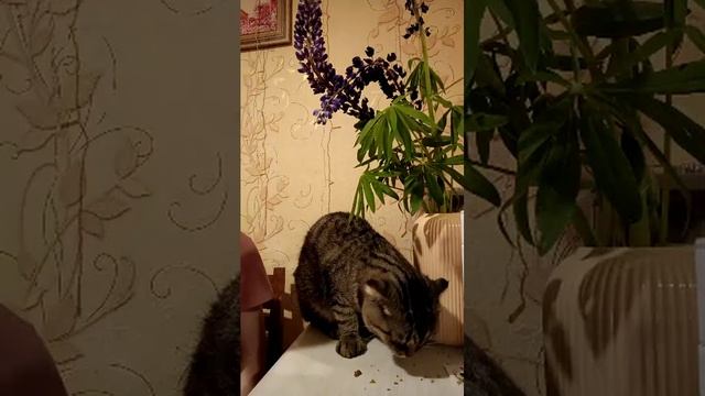 Летний вечер✨ смотреть онлайн