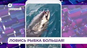 Восторг на грани истерики: гигантский тунец зашел в Залив Петра Великого