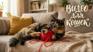 Фильм для кошек. Кошка играет с нитками
