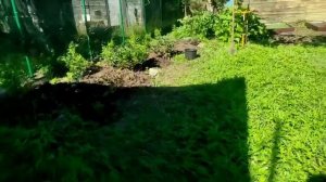 111-.Дача.Посадка новых гортензий. Агроволокно для клумбы 20.08.22.