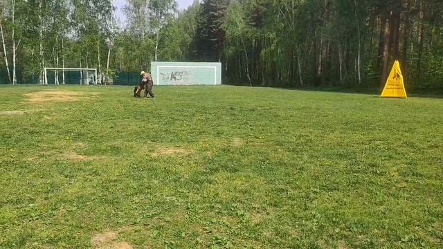 1.  выражено/перв ЗИГЕР ИЗ ДОМА ЗЕВСА (Per v. Team Huhnegrab – Уллири из Белого Яра)