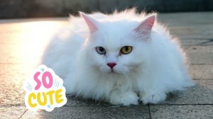Кот Забавный момент