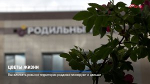 КРТВ. Цветы жизни