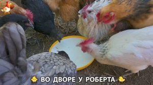 Содержание кур в домашних условиях и других птиц во дворе у Роберта 🐣🐤🦆🐔🪿🦃 (512)