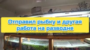 Отправил рыбку и другая работа на разводне